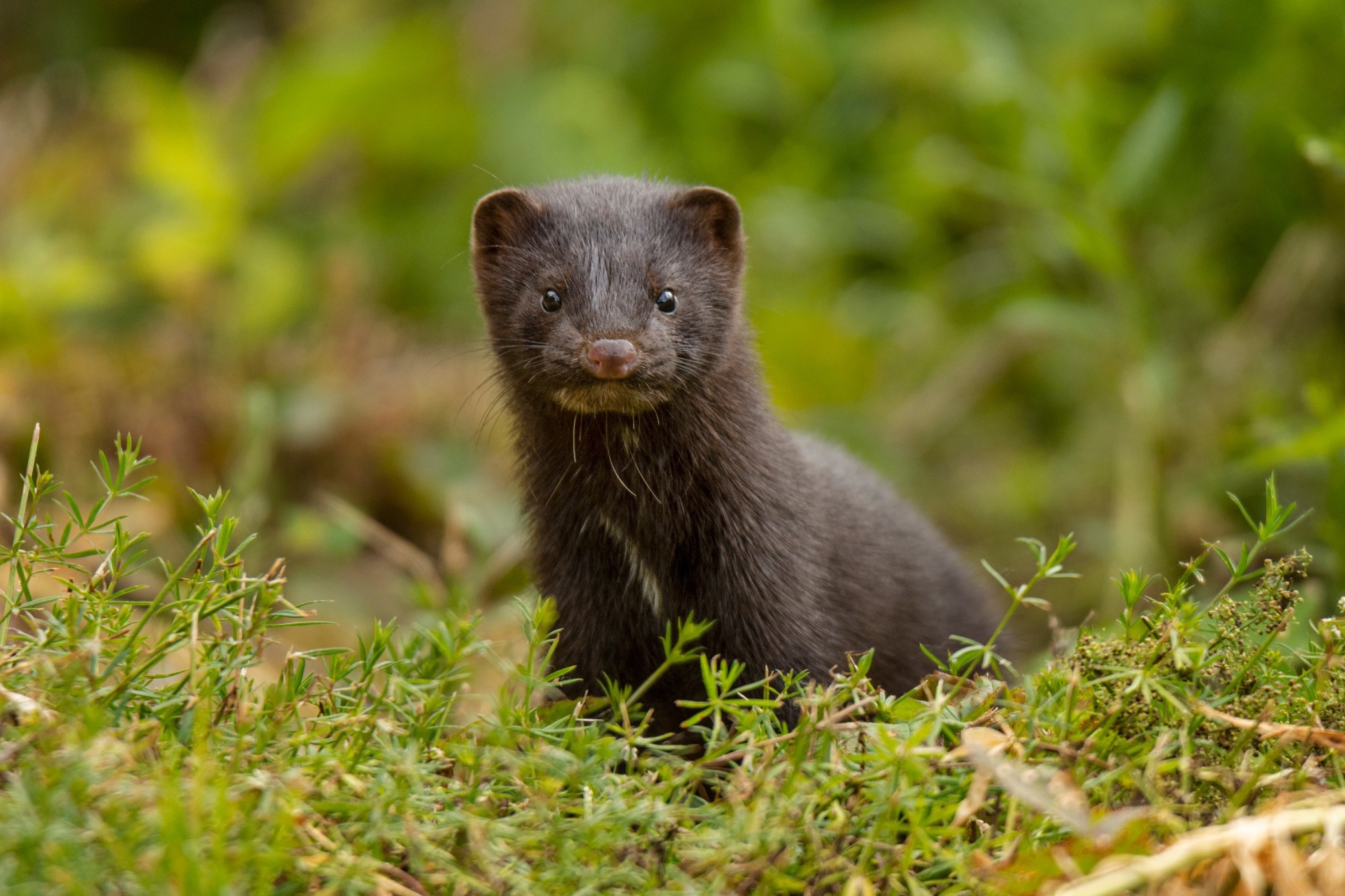Study identifies an unknown SARS-CoV-2 lineage on three mink farms in Poland