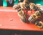 Bee venom nanoparticles: Buzzworthy breakthrough in battling antibiotic-resistant bacteria