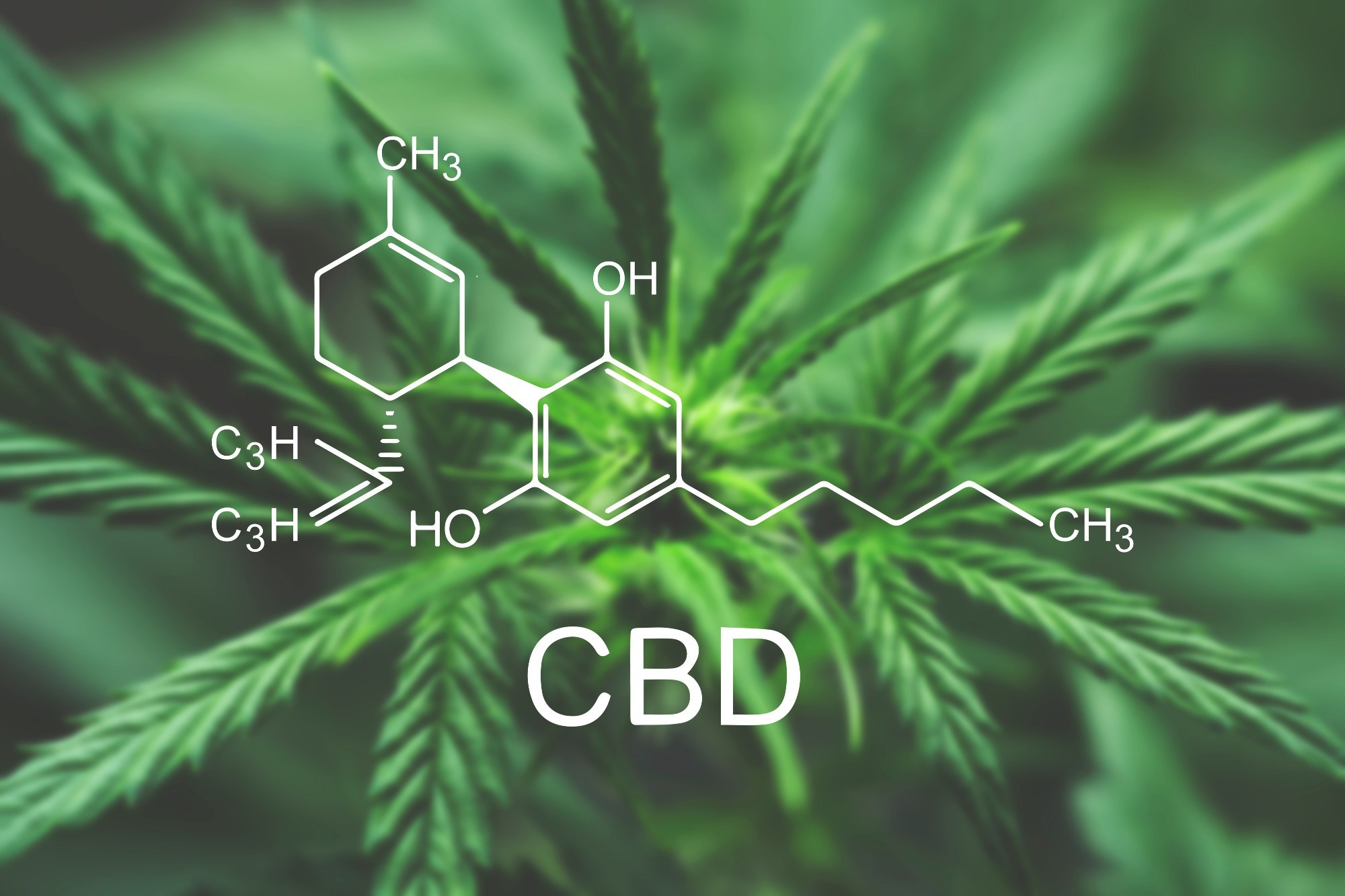 Study: Review of the oral toxicity of cannabidiol (CBD). Image Credit: DmytroTyshchenko/Shutterstock.com
