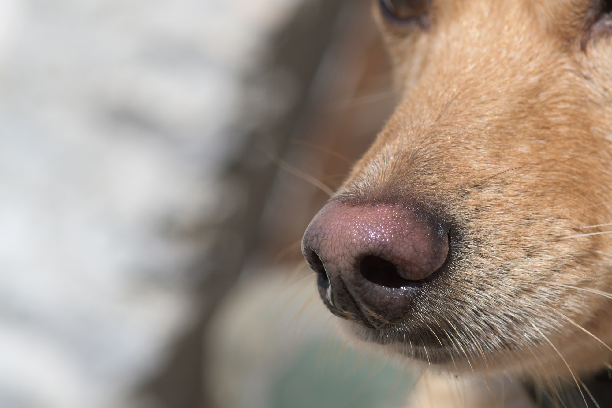 Study: Lessons Learned From a COVID-19 Dog Screening Pilot in California K-12 Schools. Image Credit: obertAvgustin/Shutterstock.com