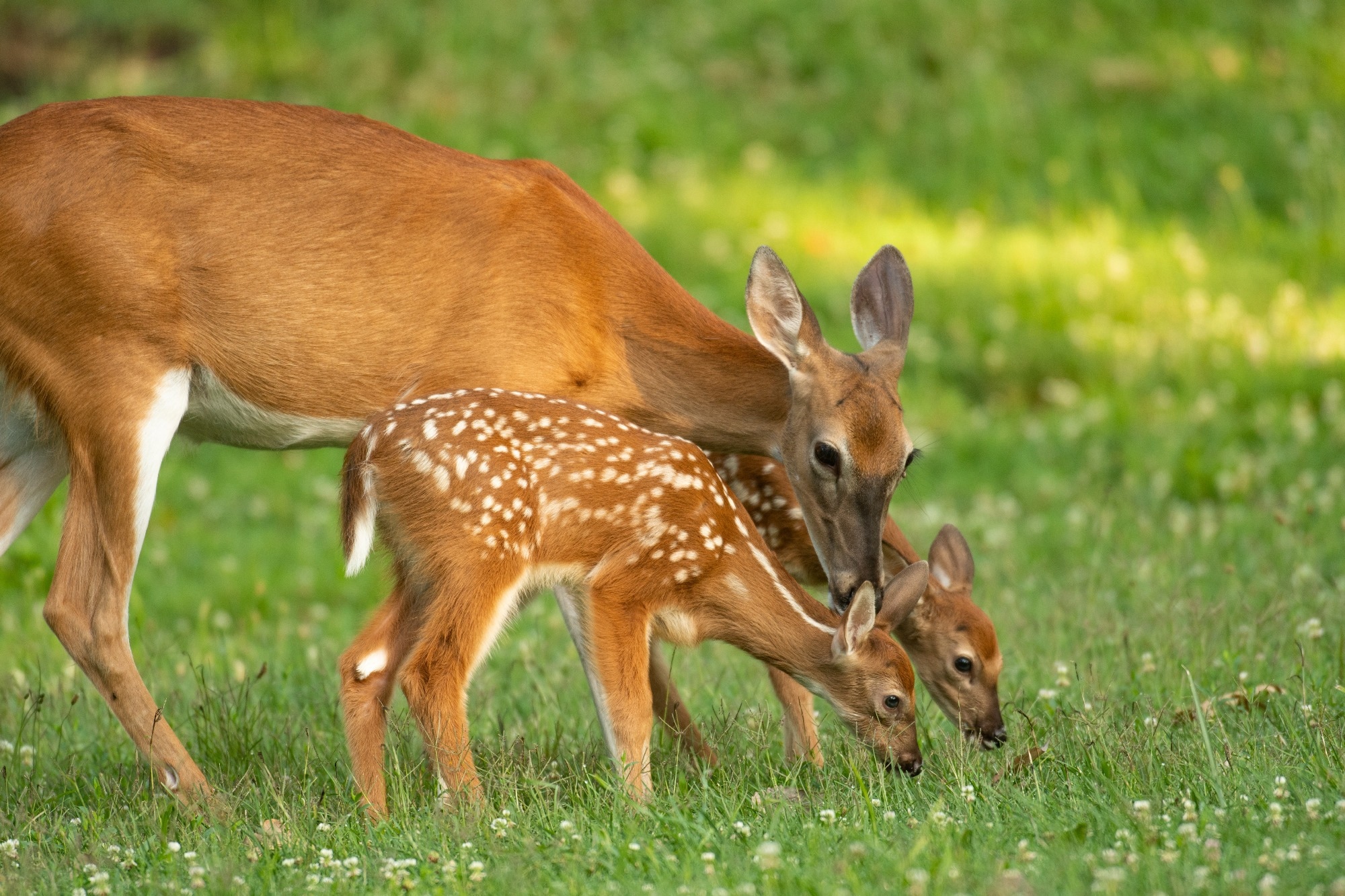 Study: Epidemiological Dynamics of SARS-CoV-2 in White-tailed Deer. Image Credit: TonyCampbell/Shutterstock.com