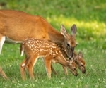 The epidemiology of SARS-CoV-2 in white-tailed deer