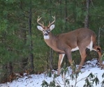 Study sheds light on immune factors responsible for contrasting SARS-CoV-2 outcomes in humans and white-tailed deer