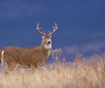 A study surveilling Vermont wildlife detects no SARS-CoV-2