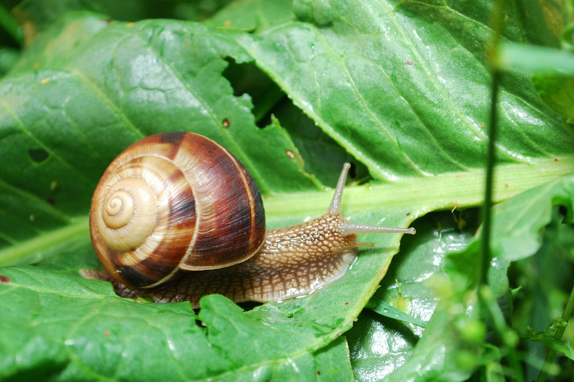 Study: Toxic and Potentially Toxic Mineral Elements of Edible Gastropods Land Snails (Mediterranean Escargot). Image Credit: IvanMarjanovic/Shutterstock.com