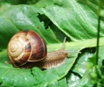 Do edible gastropod land snails contain toxic mineral elements?
