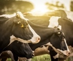 Rising bovine brucellosis outbreaks in Israel threaten dairy farms, public health