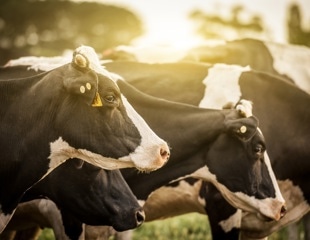 Rising bovine brucellosis outbreaks in Israel threaten dairy farms, public health