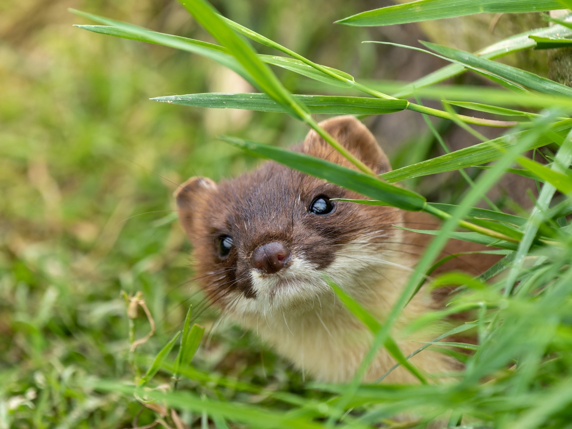 Lack of detection of SARS-CoV-2 in British wildlife 2020-21 and first description of a stoat (Mustela erminea) Minacovirus