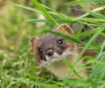 Wildlife in Britain found free of SARS-CoV-2, but novel virus discovered in stoats