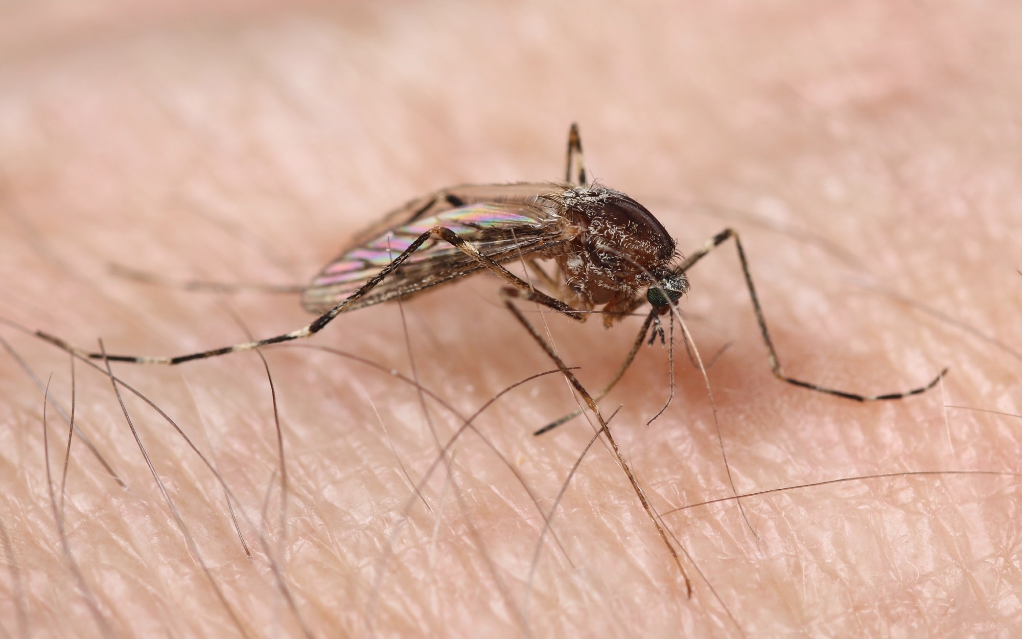 Study: Ťahyňa virus—A widespread, but neglected mosquito-borne virus in Europe. Image Credit: xpixel/Shutterstock.com