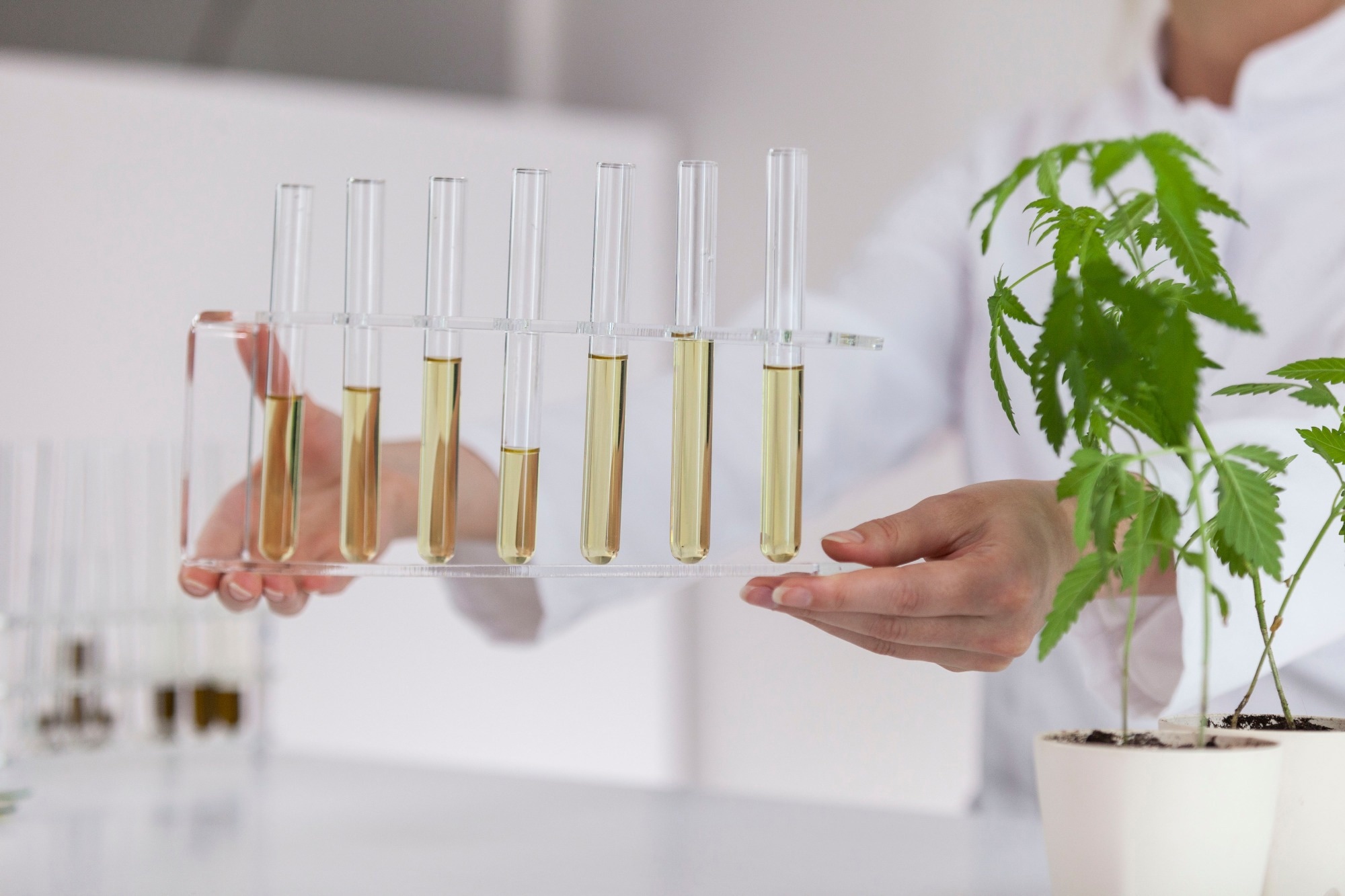 Study: A Metabolomics and Big Data Approach to Cannabis Authenticity (Authentomics). Image Credit: MexChriss/Shutterstock.com