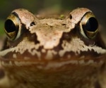 Newly discovered frog virus poses threat to amphibian conservation and human health
