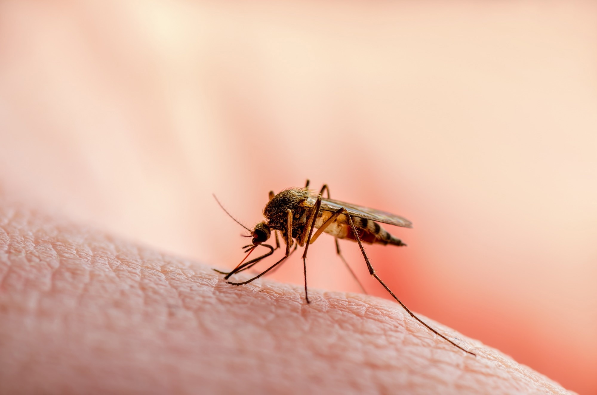 Study: Urban malaria may be spreading via the wind—here’s why that’s important. Image Credit: nechaevkon/Shutterstock.com