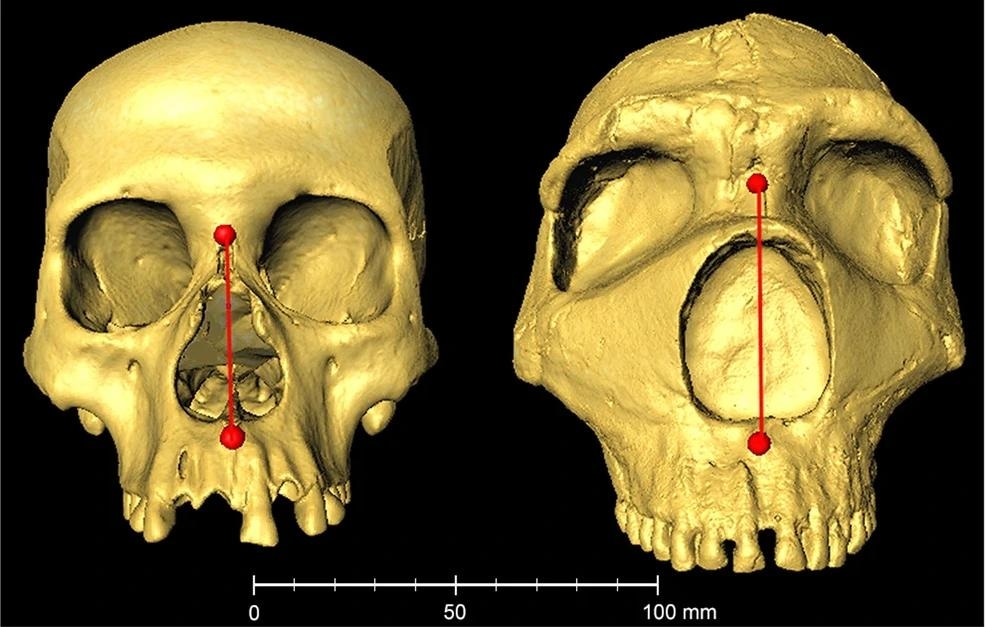 Example skulls from a modern human (Native American) and a Neanderthal (Amud 1). The 3D images are reproduced on the scale shown underneath. Nasal height (distance between the nasion and sub-spinale landmarks) is shown as a red line (modern human = 50.2 mm; Neanderthal = 63.8 mm). The modern human image is from the collection of the División de Antropología, Museo de La Plata (Argentina). The Neanderthal image was obtained from the MorphoSource repository (https://www.morphosource.org/concern/media/000005749).