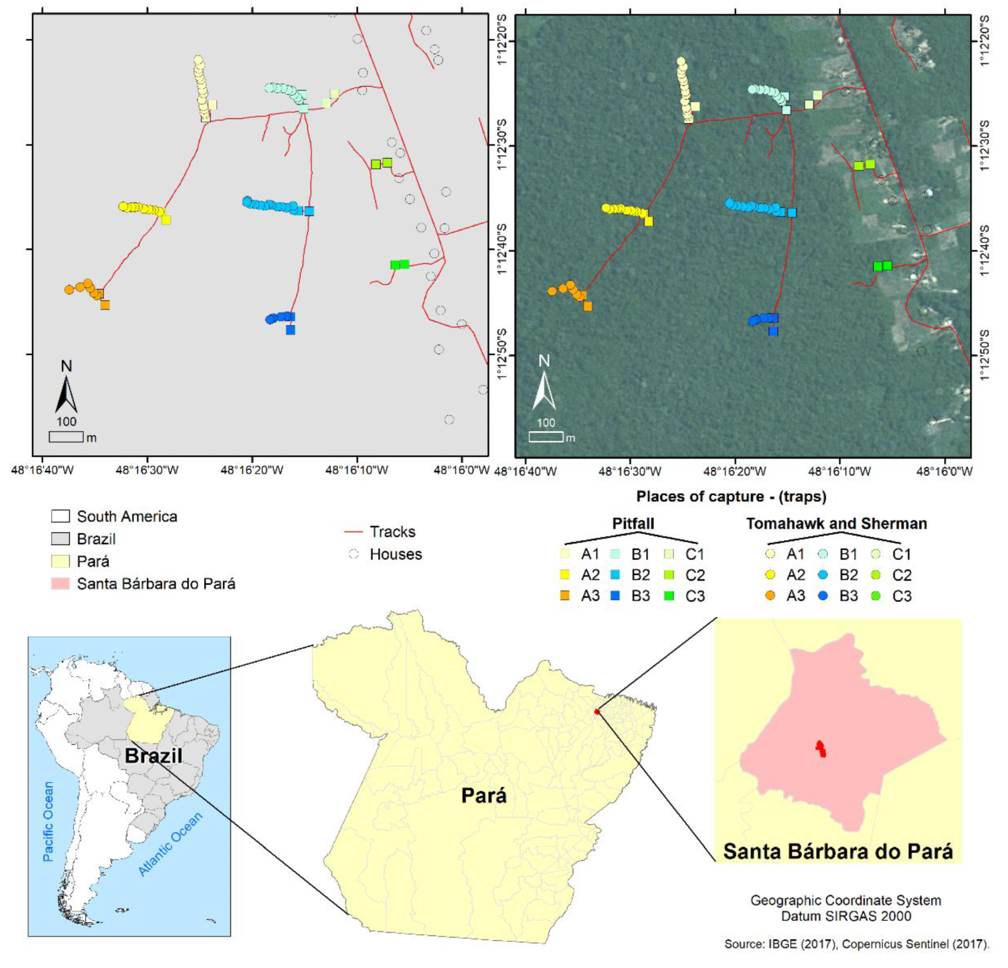 Map of the collection area in the Expedito Ribeiro village in Santa Bárbara do Pará municipality (Pará state, Brazil) and its location in the Brazilian territory. Traps were placed in the open field surrounding the human habitations (A1–A3), the forest fragment border (B1–B3), and its most interior region (C1–C3). The IBGE (2017) and Copernicus Sentinel (2017) databases were consulted to prepare the maps.