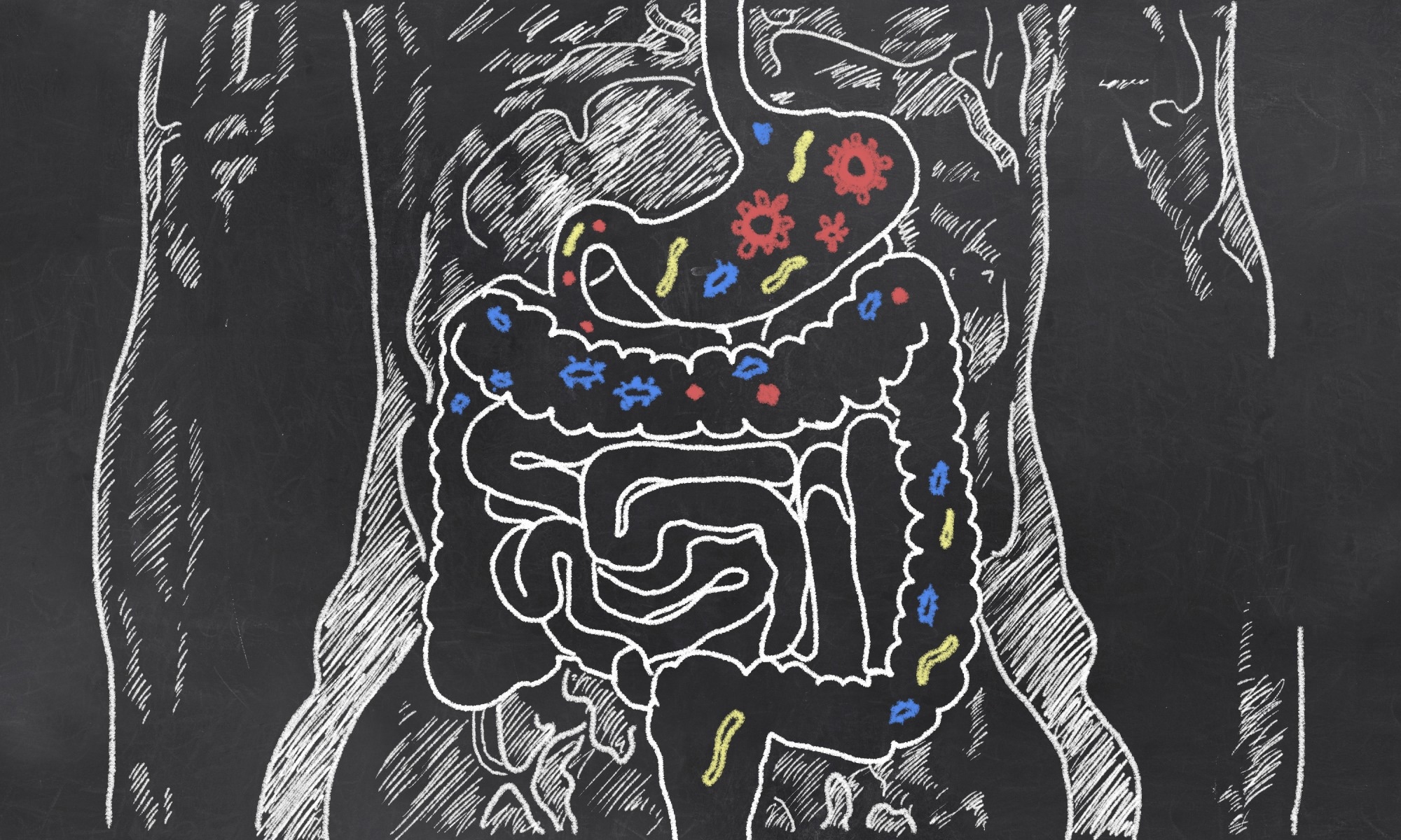 Review: Circadian rhythms, gut microbiota, and diet: possible implications for health. Image Credit: T. L. Furrer / Shutterstock