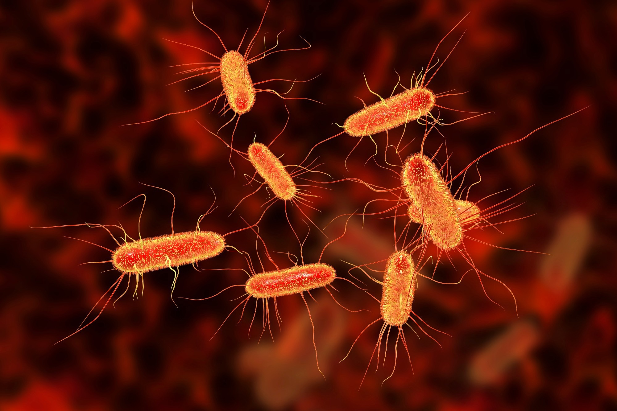 Rapid spread of antibiotic-resistant E. coli across Europe raises concerns