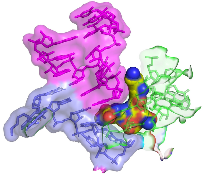 Streptothricin-F (yellow spheres) bound to the 16S rRNA (green) of the bacterial ribosome impinges on the decoding site where tRNA (purple) binds to the codon of the mRNA (blue). This interaction leads to translation infidelity (scrambled protein sequences), and the resulting death of the bacterial cell. The image was created by overlay of PDB 7UVX containing streptothricin-F (this manuscript) with PDB 7K00 containing mRNA and A-site tRNA (ref DOI: 10.7554/eLife.60482). Image Credit: James Kirby (CC-BY 4.0, https://creativecommons.org/licenses/by/4.0/); Zoe L Watson et al., 2023, eLife, CC-BY 4.0 (https://creativecommons.org/licenses/by/4.0/)