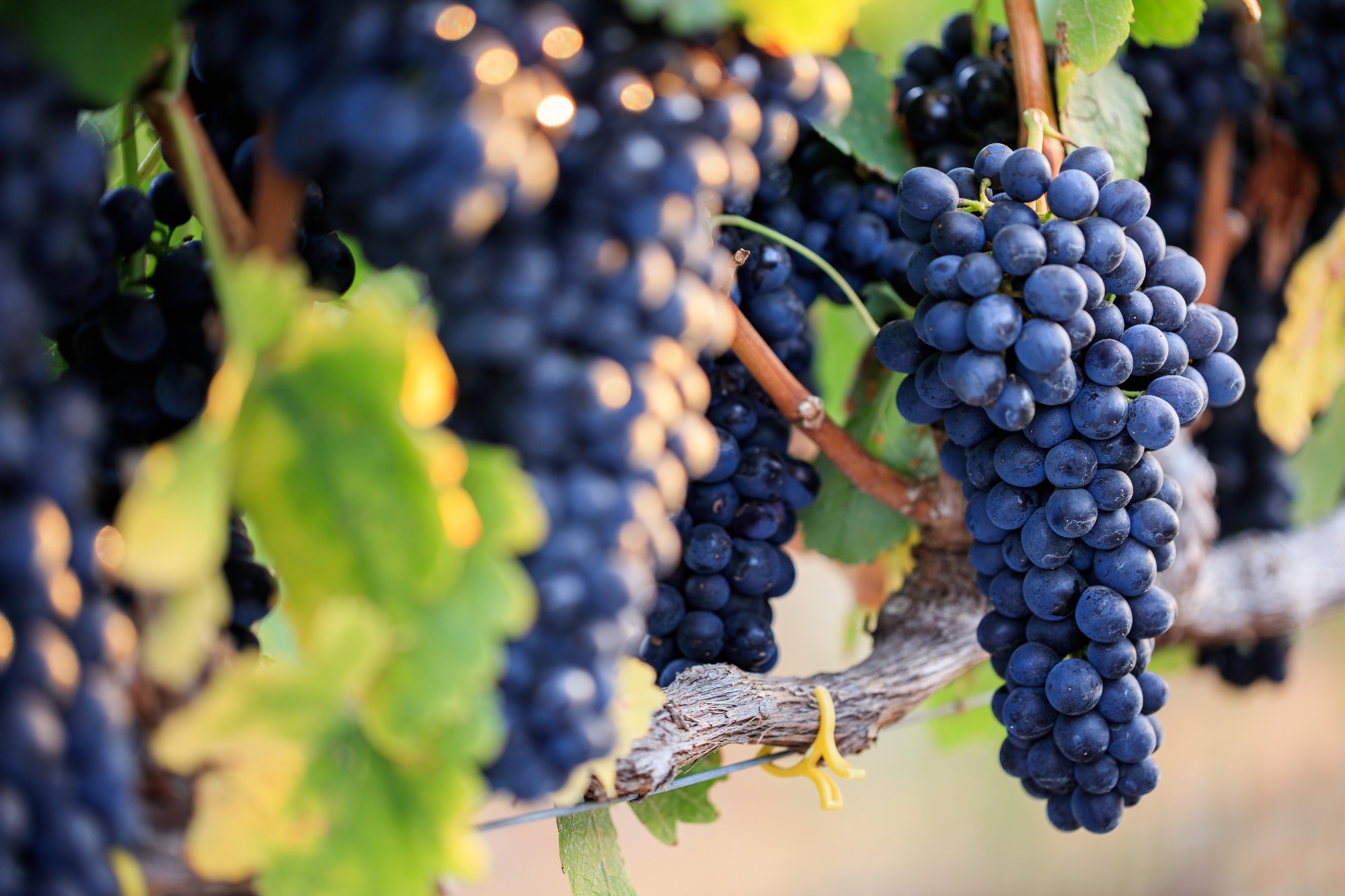 Study: Influence of grape consumption on the human microbiome. Image Credit: Andrew Hagan / Shutterstock.com