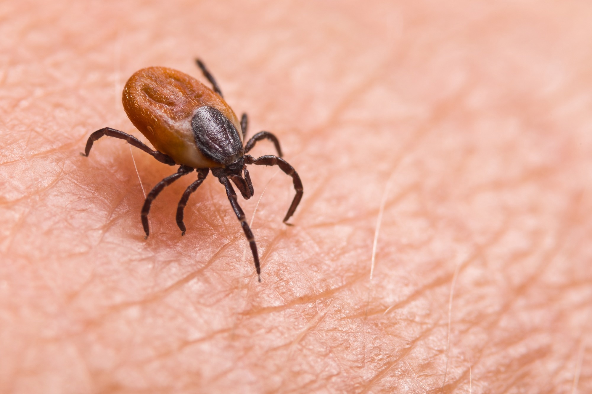 Study: Ticks harbor and excrete chronic wasting disease prions. Image Credit: KPixMining/Shutterstock.com