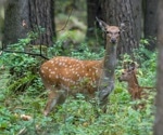 Anthropause: the influence of the SARS-CoV-2 outbreak on behavioral patterns of sika deer in Japan