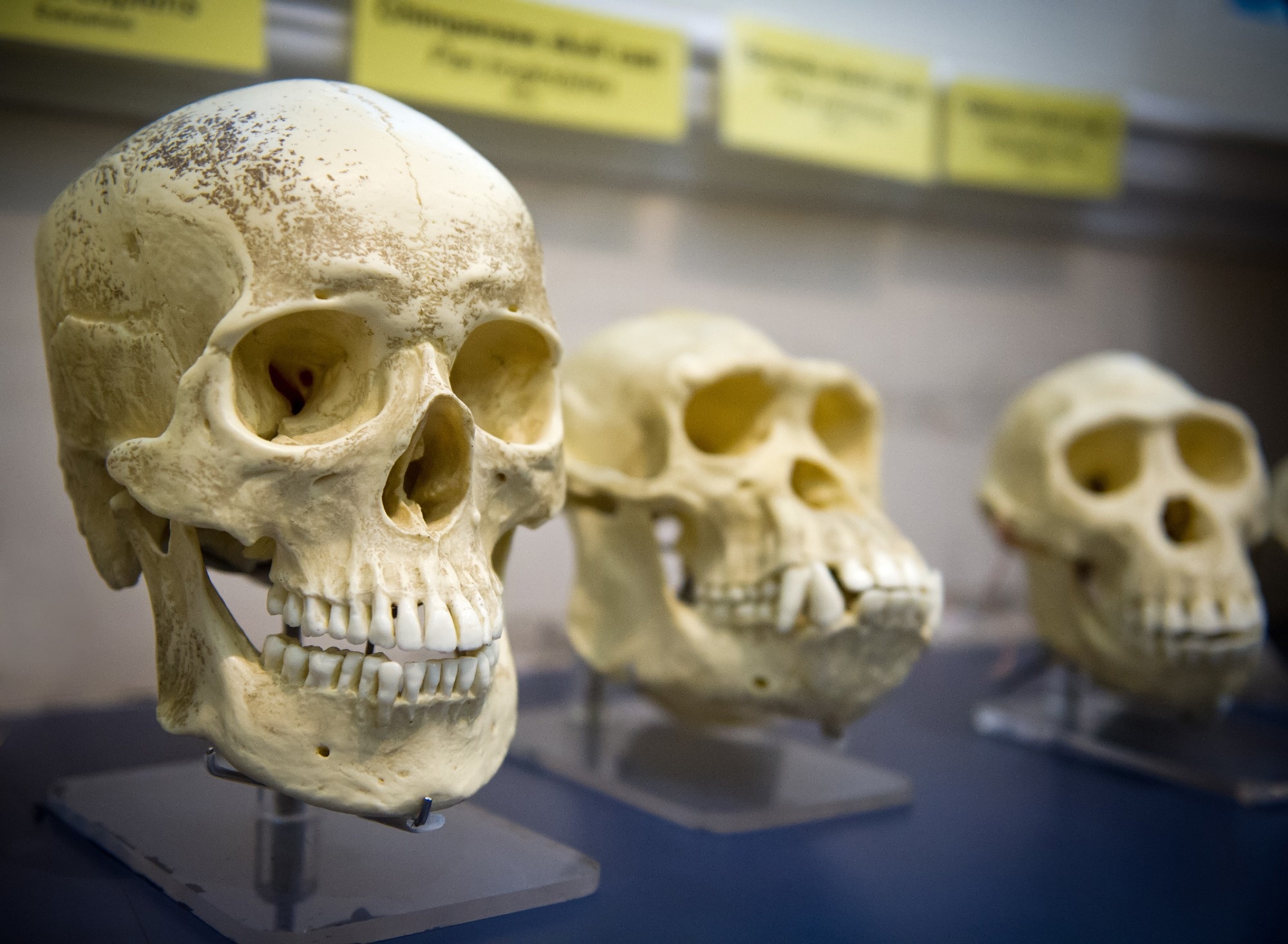 Study: A weakly structured stem for human origins in Africa. Image Credit: JuliusKielaitis / Shutterstock.com