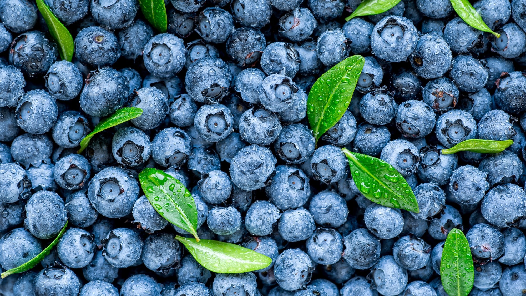 Study: Blueberries Improve Abdominal Symptoms, WellBeing and Functioning in Patients with Functional Gastrointestinal Disorders. Image Credit: Bukhta Yurii / Shutterstock.com