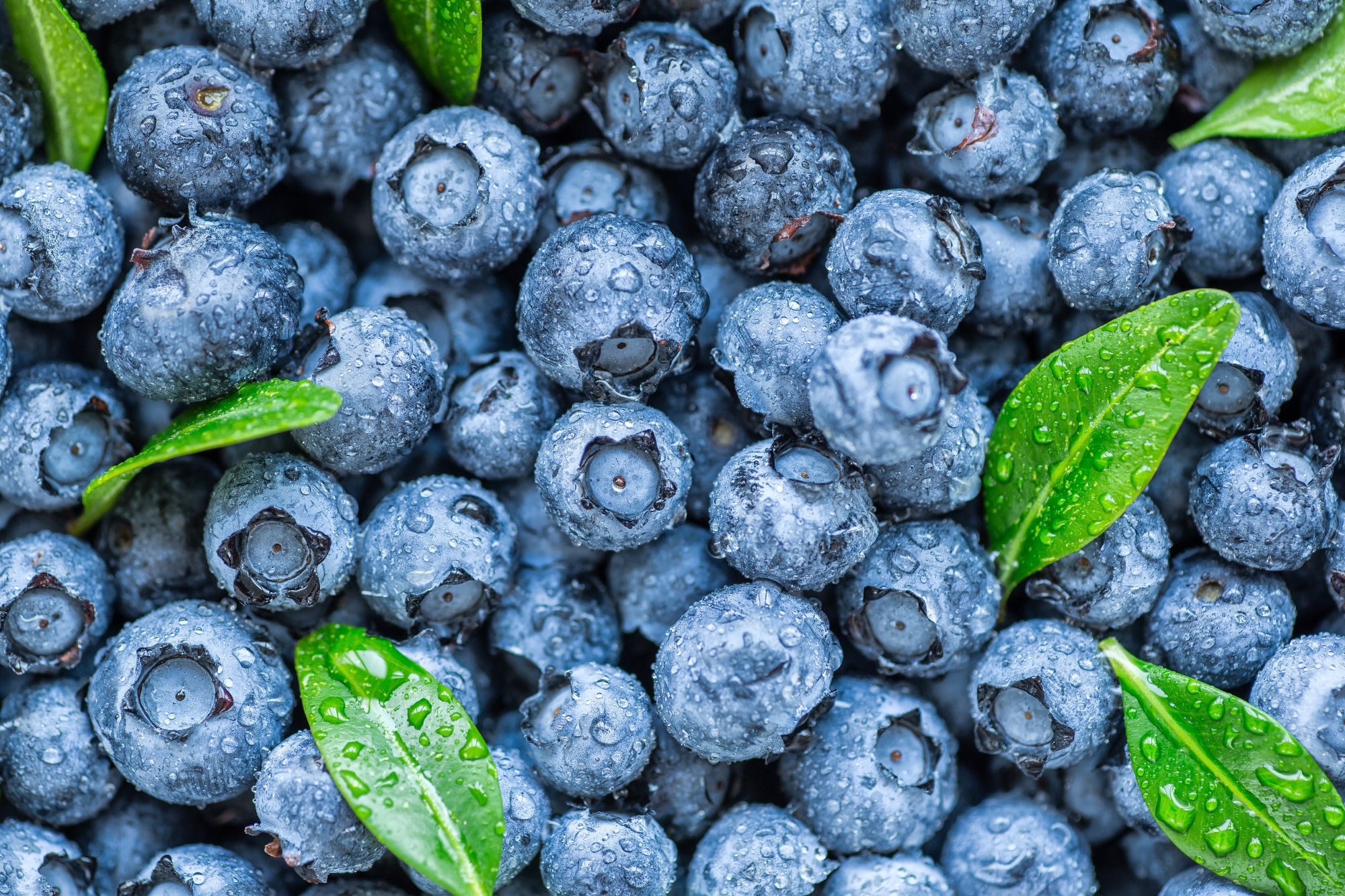 Study: Crop, Host, and Gut Microbiome Variation Influence Precision Nutrition: An Example of Blueberries. Image Credit: BukhtaYurii/Shutterstock.com