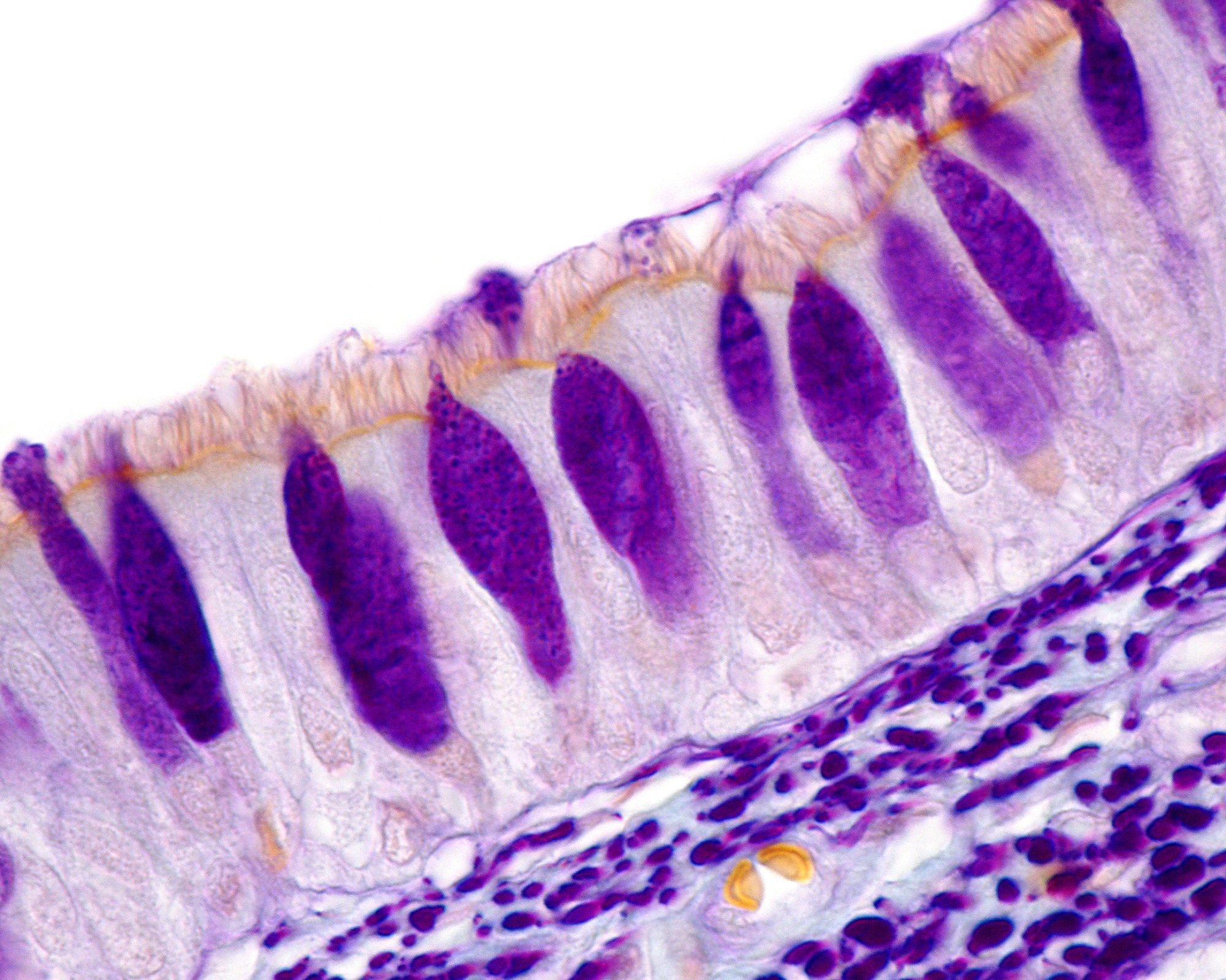 Study: Scanning electron microscopy of human islet cilia. Image Credit: Jose Luis Calvo / Shutterstock.com