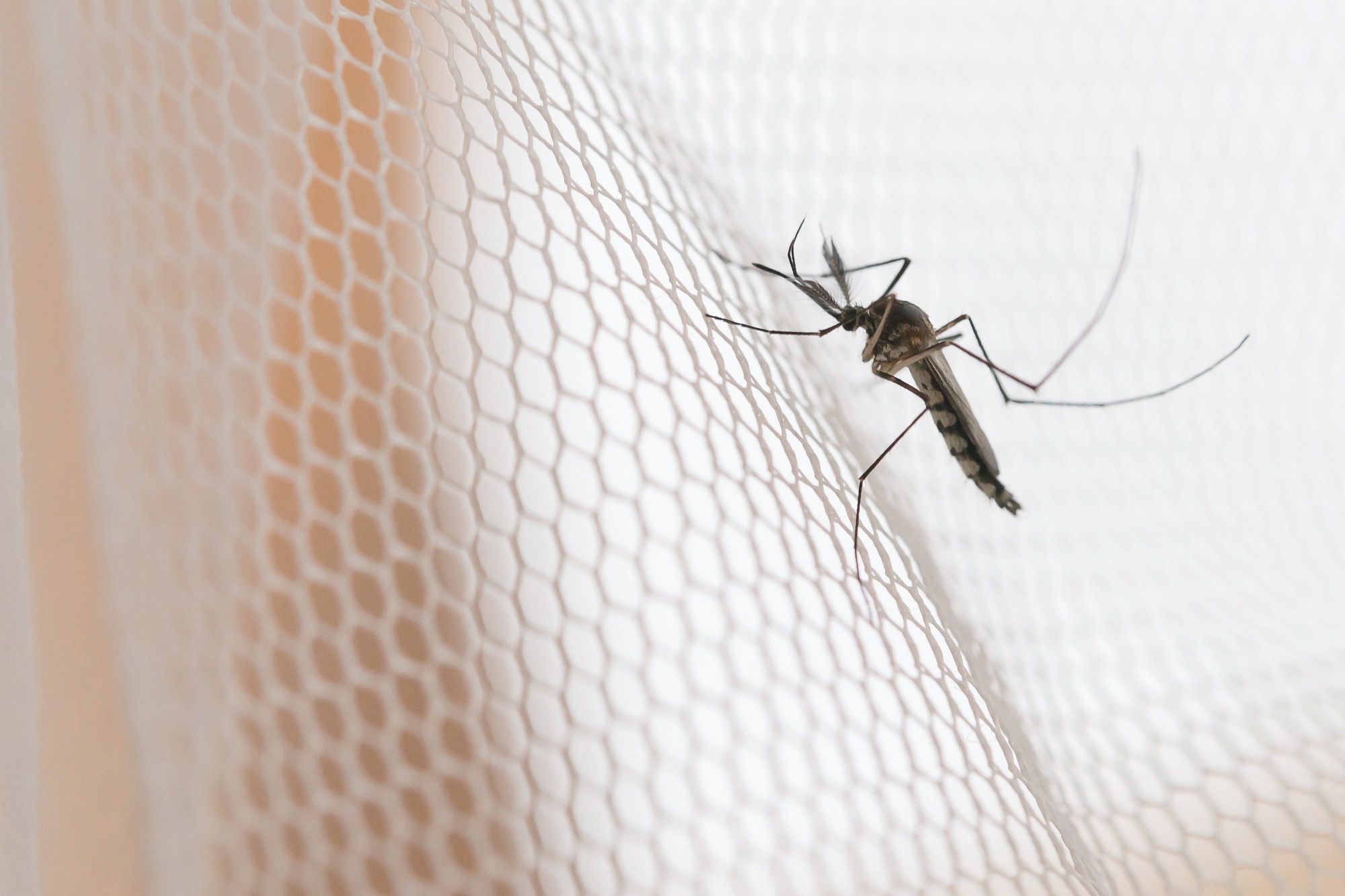 Study: Pooled prevalence and risk factors of malaria among children aged 6–59 months in 13 sub-Saharan African countries: A multilevel analysis using recent malaria indicator surveys. Image Credit: GrooveZ/Shutterstock.com