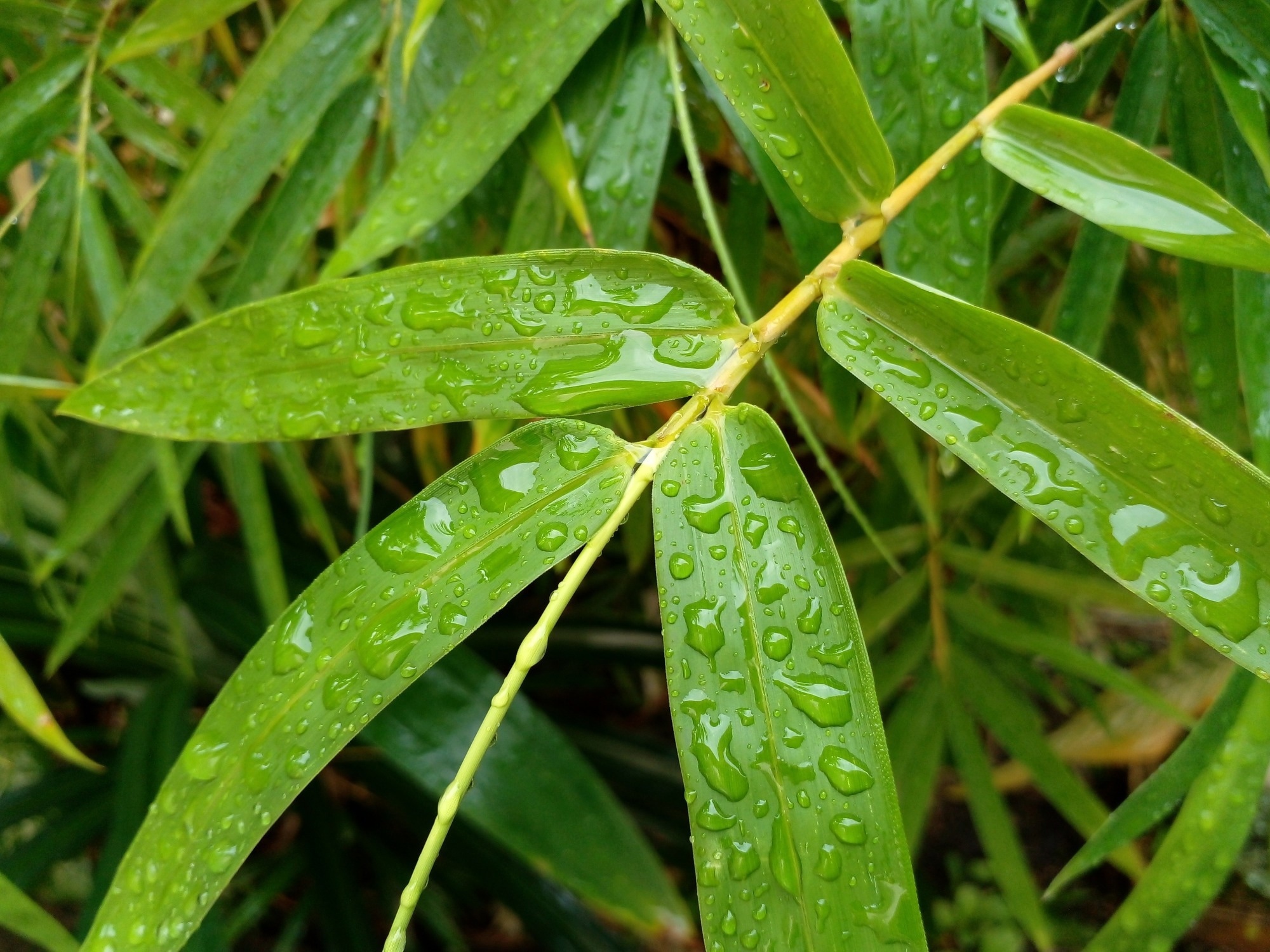 Comparative assessment of the antioxidant potential of bamboo