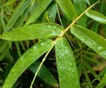 Bamboo's hidden treasures: unveiling the possible health-boosting powers of leaf and sheath extracts