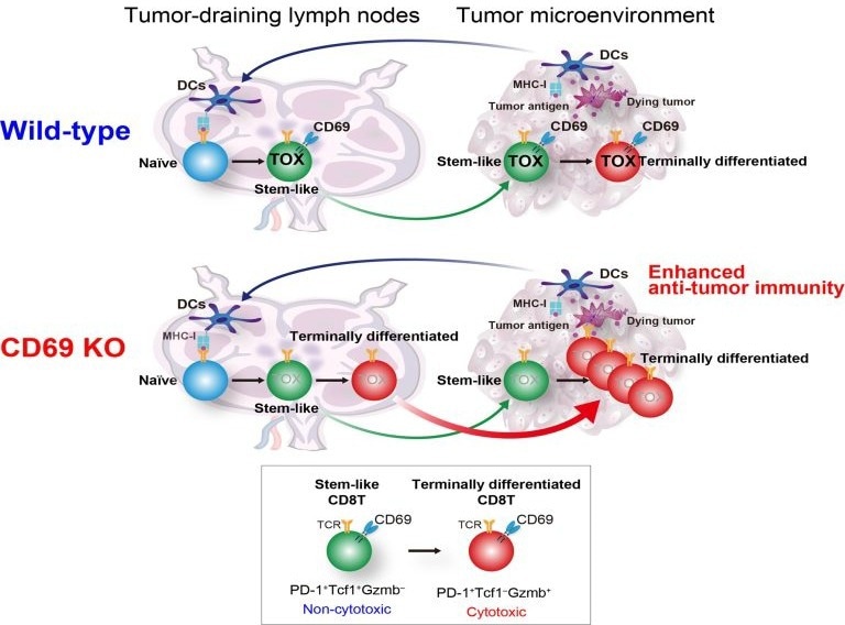 Study provides a new and promising strategy for future cancer immunotherapies