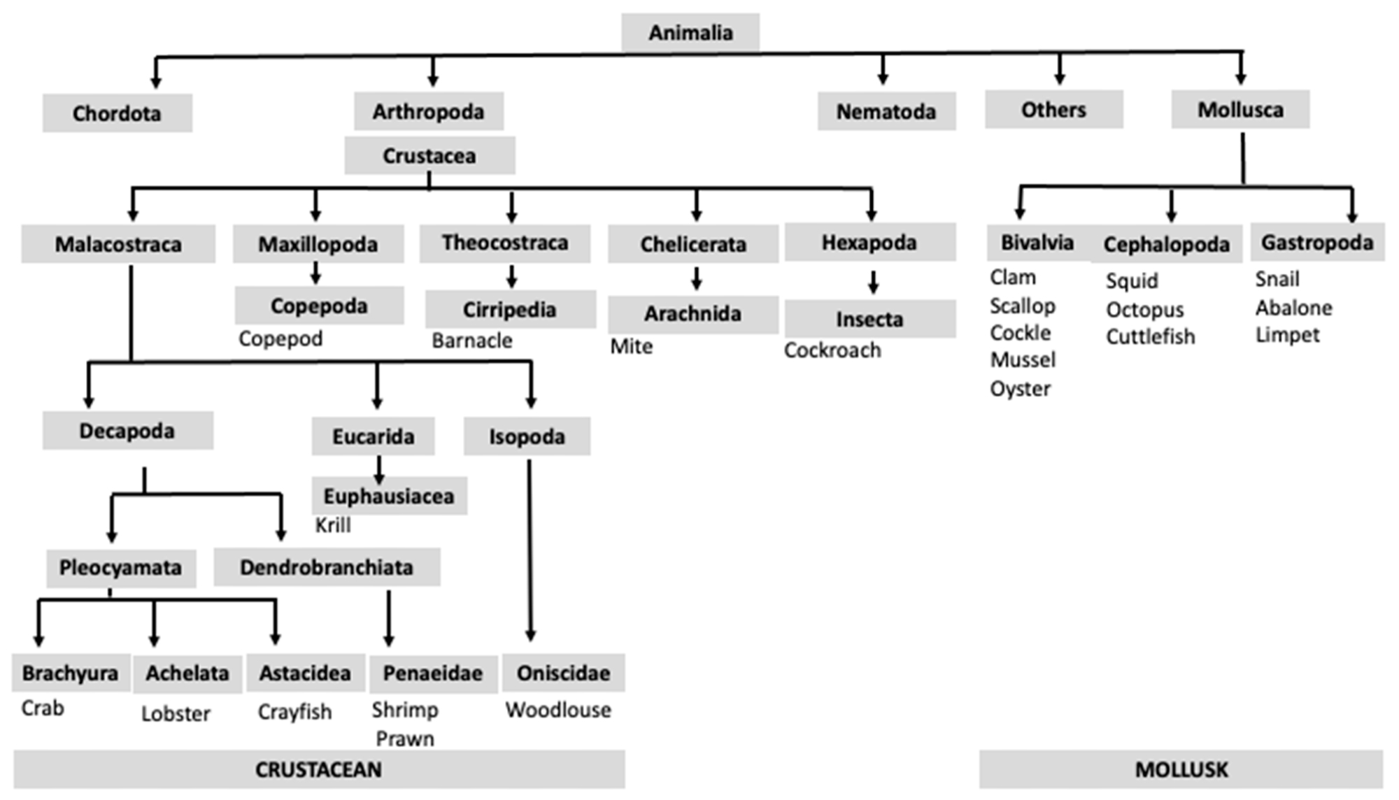 Taxonomic classification of shellfish species within the Crustacea subphylum and the Mollusca phylum.