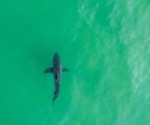 Surf's up, sharks down: Study finds low shark bite risk despite overlapping human-shark activity in Southern California