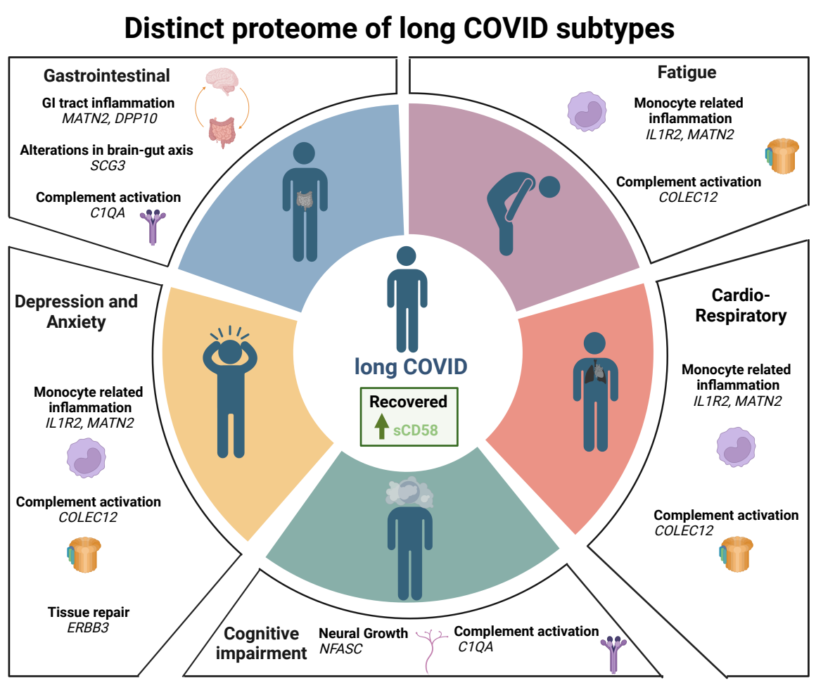 Study: Large scale phenotyping of long COVID inflammation reveals mechanistic subtypes of disease.