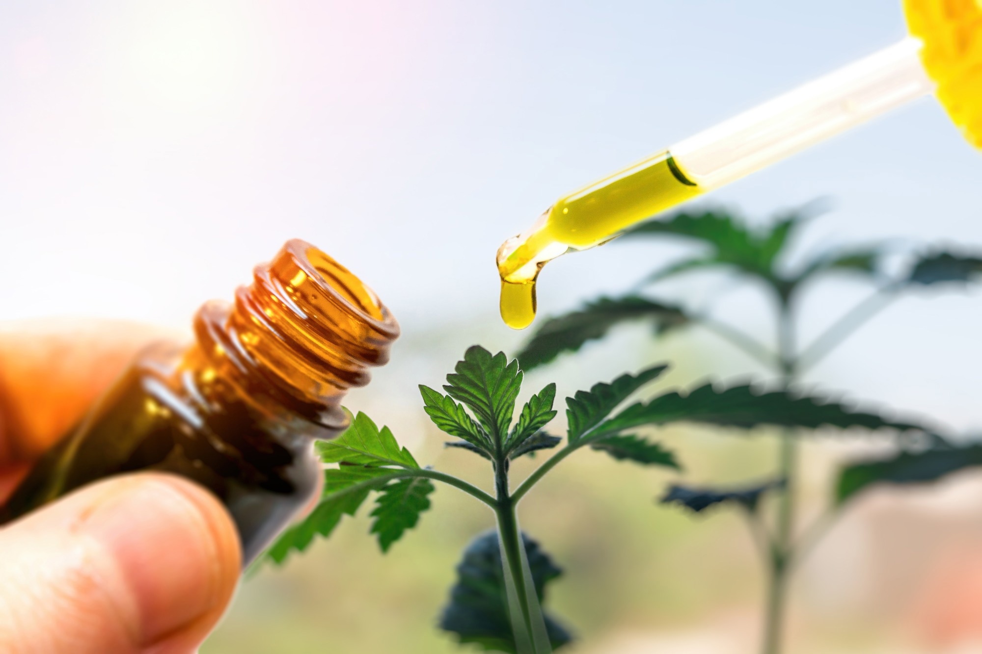 Study: Cannabis sativa-based oils against aluminum-induced neurotoxicity. Image Credit: Creativan/Shutterstock.com