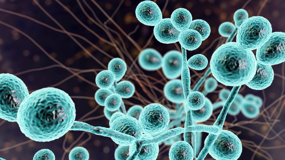 Study: The Candida albicans reference strain SC5314 contains a rare, dominant allele of the transcription factor Rob1 that modulates biofilm formation and oral commensalism. Image Credit: Kateryna Kon/Shutterstock.com