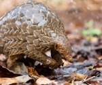 Pangolin study uncovers novel strains of coronaviruses and raises concerns about origin
