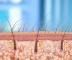Senescent cells unlock the secret to luscious hair growth