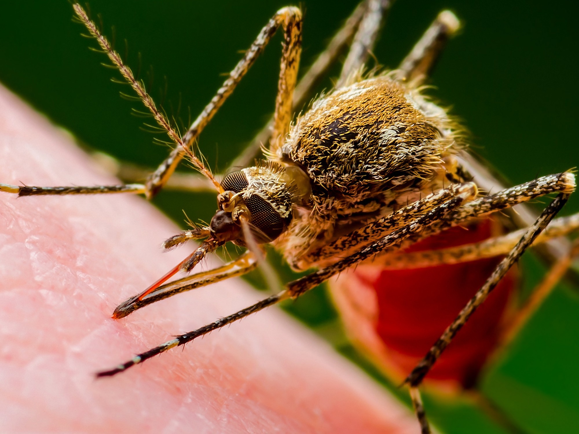 Étude : Risque accru de maladies transmises par les moustiques dans l'UE/EEE suite à la propagation des espèces d'Aedes.  Crédit d'image : nechaevkon/Shutterstock.com