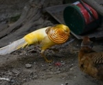 Unprecedented outbreak: deadly avian disease sweeps through wild bird species in China