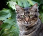 Study reveals human population density and climate factors drive spread of Toxoplasma gondii through feline feces