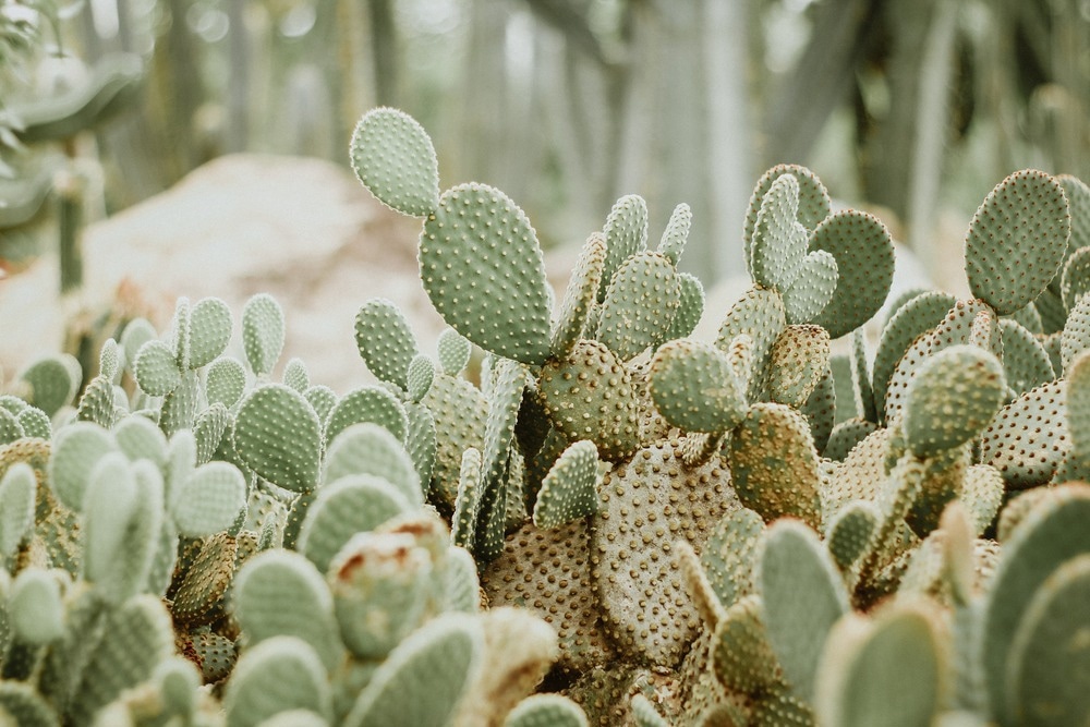 Study: New Functional Foods with Cactus Components: SustainablePerspectives and Future Trends. Image Credit: Franciele Rodrigues/Shutterstock.com