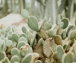 From deserts to desserts: cacti components for new functional foods