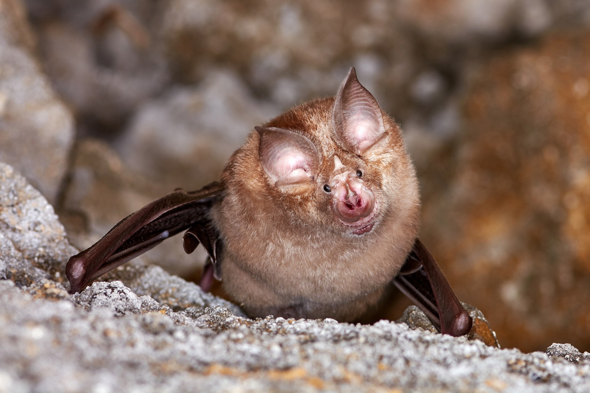 Study: Genomic screening of 16 UK native bat species through conservationist networks uncovers coronaviruses with zoonotic potential. Image Credit: aaltair/Shutterstock.com