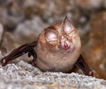 Researchers screen 16 UK native bat species for coronaviruses with zoonotic potential