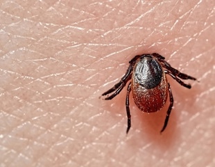 Novel vaccine against Lyme disease reported to be safe and effective