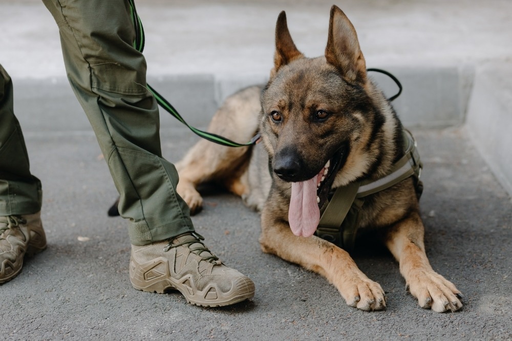 Study: Dog ownership may promote cardiometabolic health in U.S. military veterans. Image Credit: MAKSYM CHUB/Shutterstock.com
